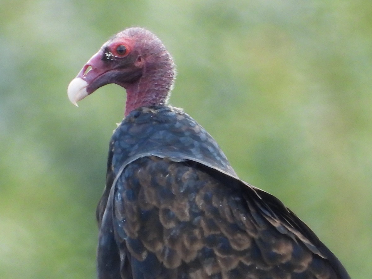 Turkey Vulture - ML623686521