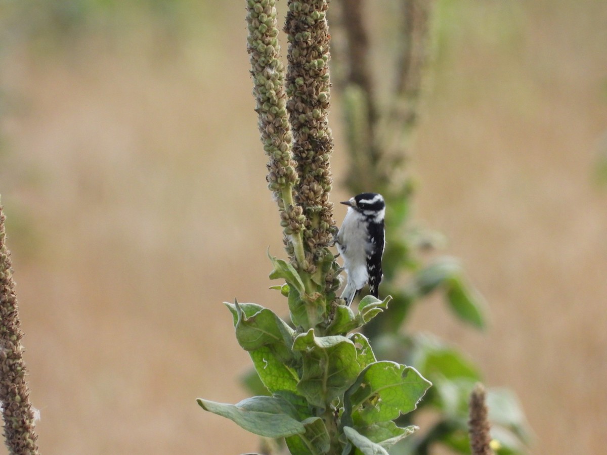 Downy Woodpecker - ML623686530