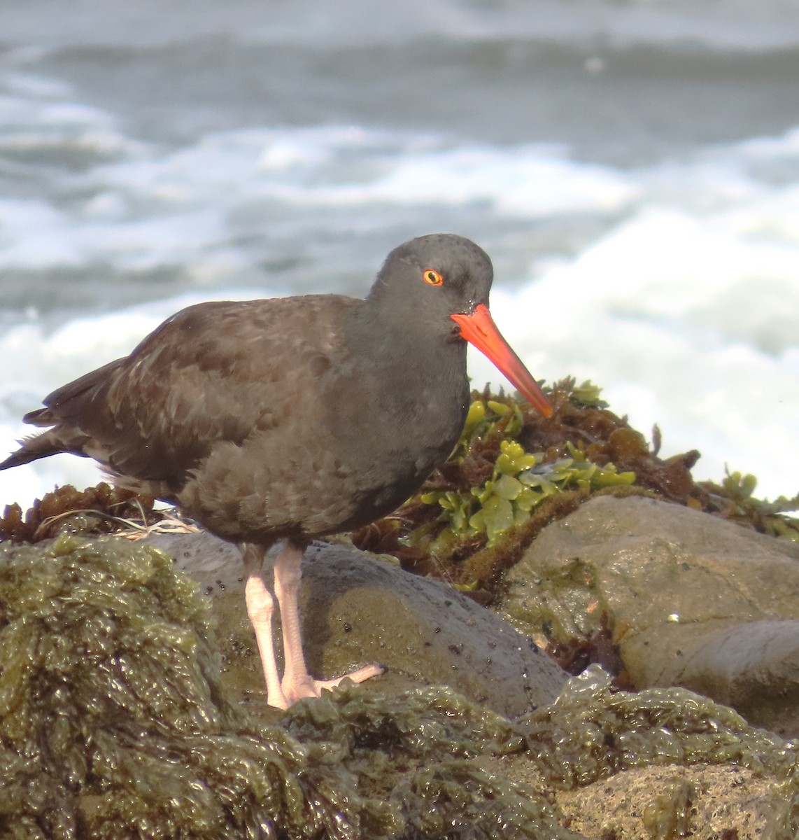 Black Oystercatcher - Maggie Smith