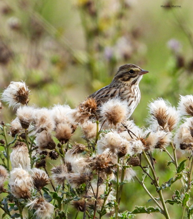 Savannah Sparrow - ML623686538