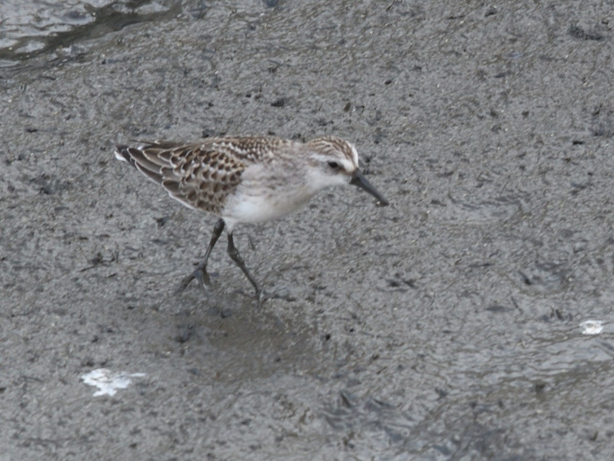 Semipalmated Sandpiper - ML623686559