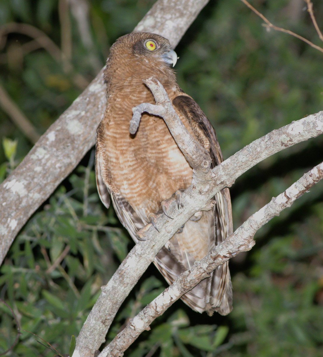 Rufous Owl - ML623686602