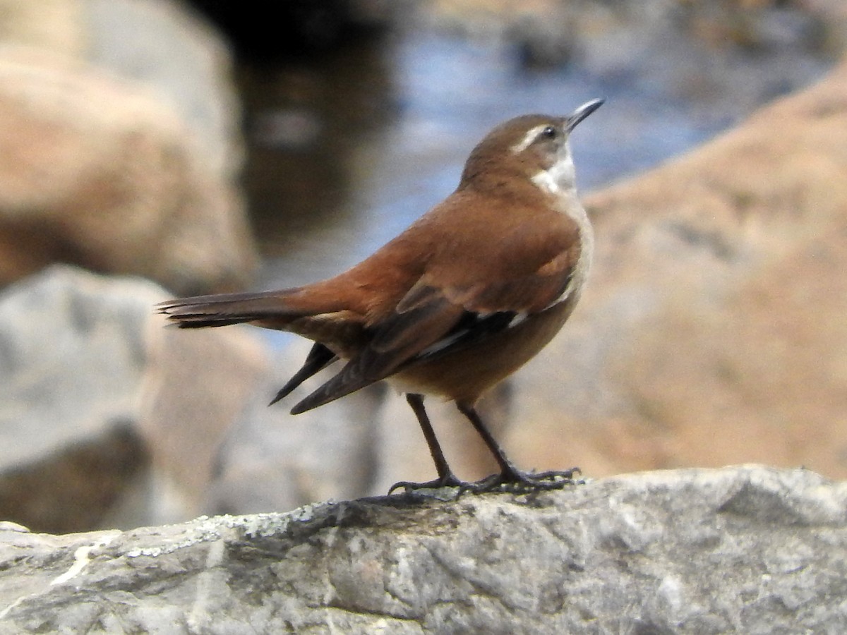 White-winged Cinclodes - ML623686616