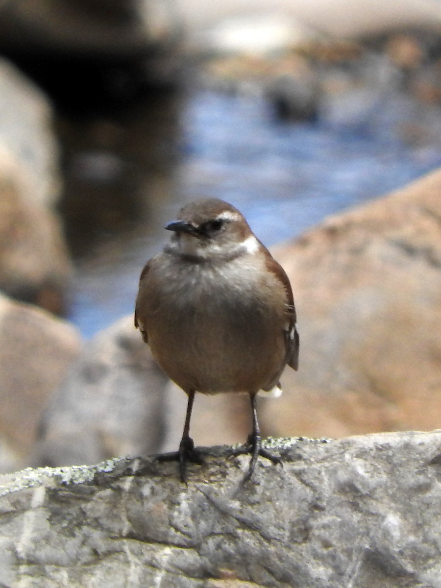 White-winged Cinclodes - ML623686617