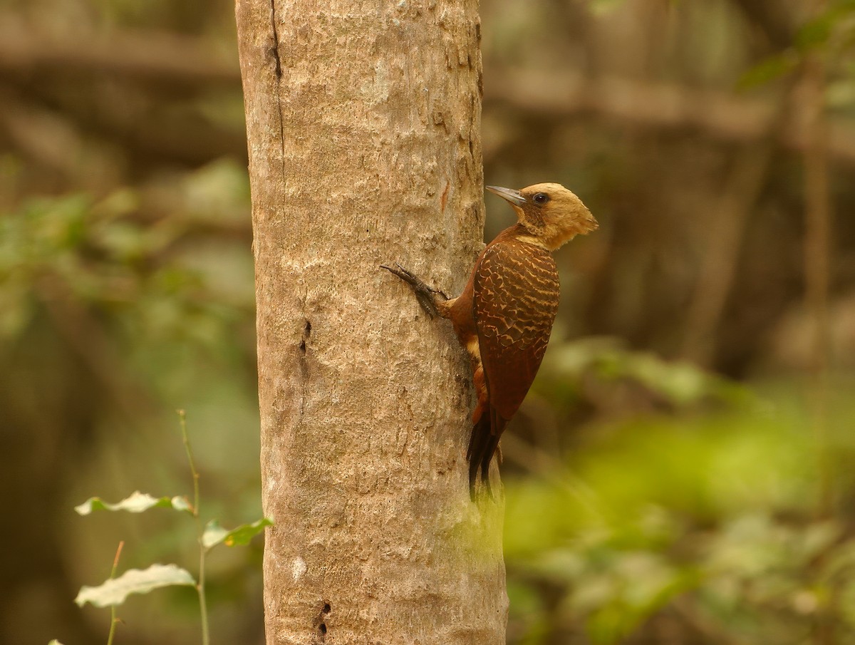 Pale-crested Woodpecker - ML623686622