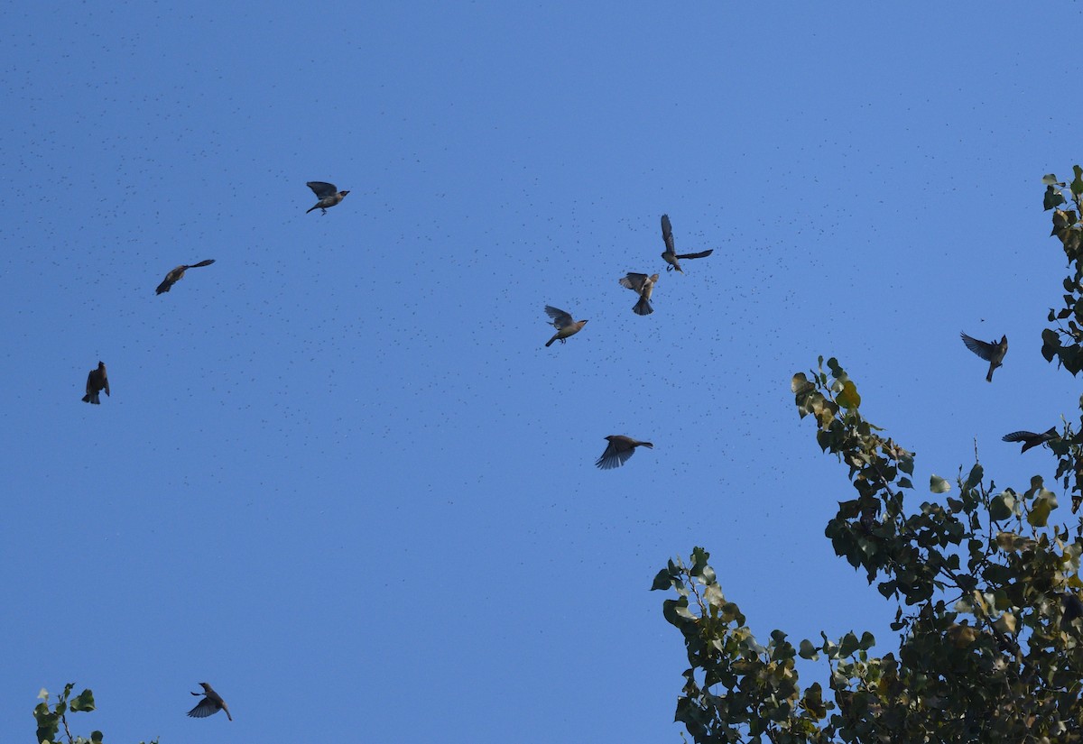 Cedar Waxwing - ML623686646