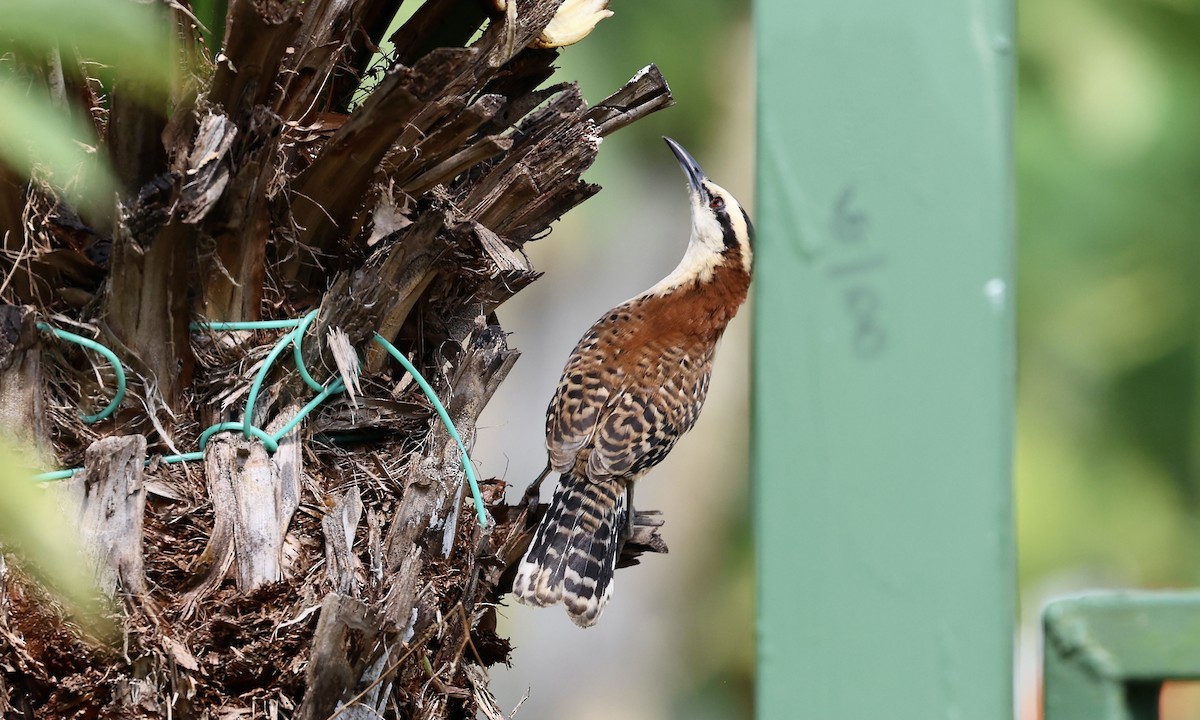 Rufous-naped Wren - ML623686706