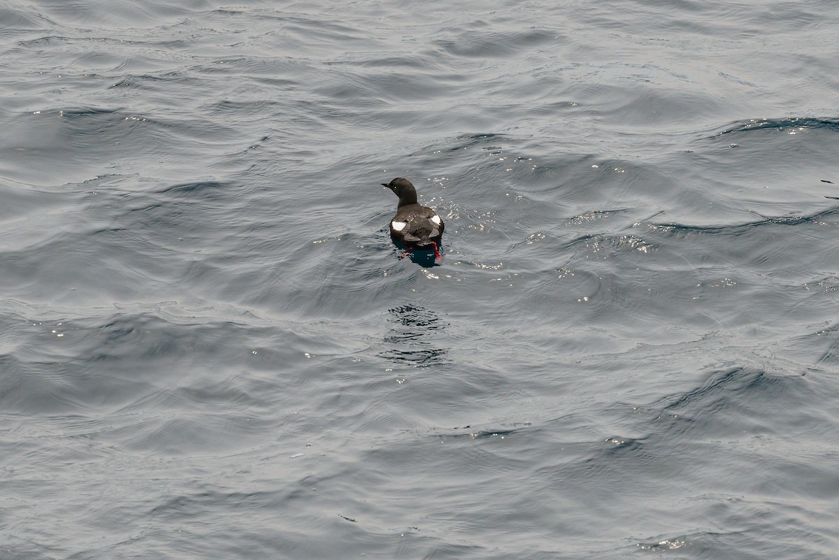 Black Guillemot - ML623686726