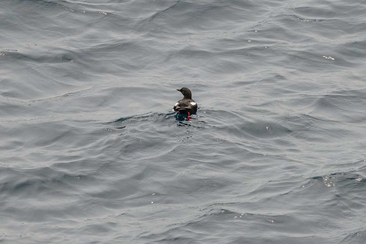 Black Guillemot - ML623686727