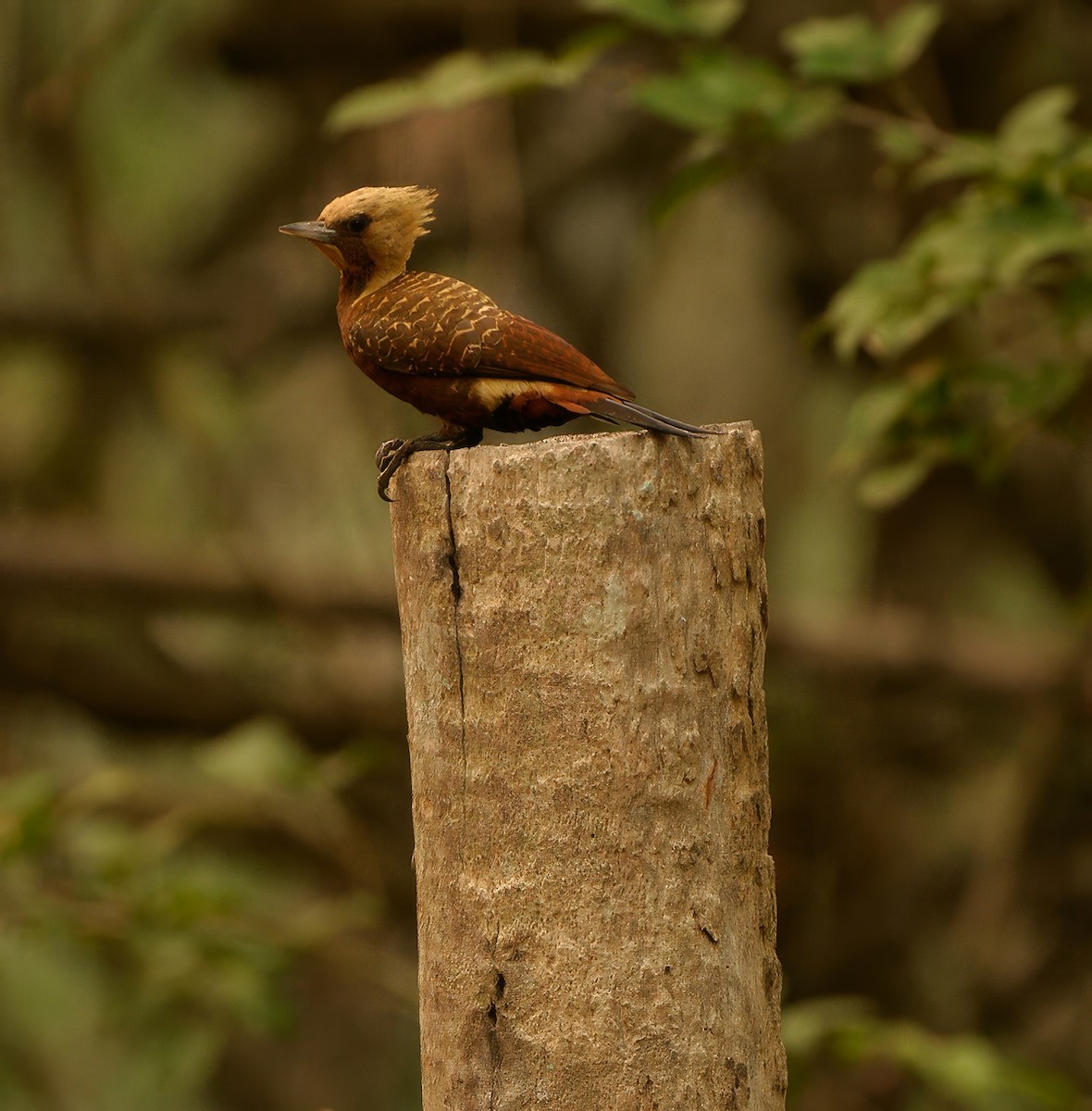 Pale-crested Woodpecker - ML623686728