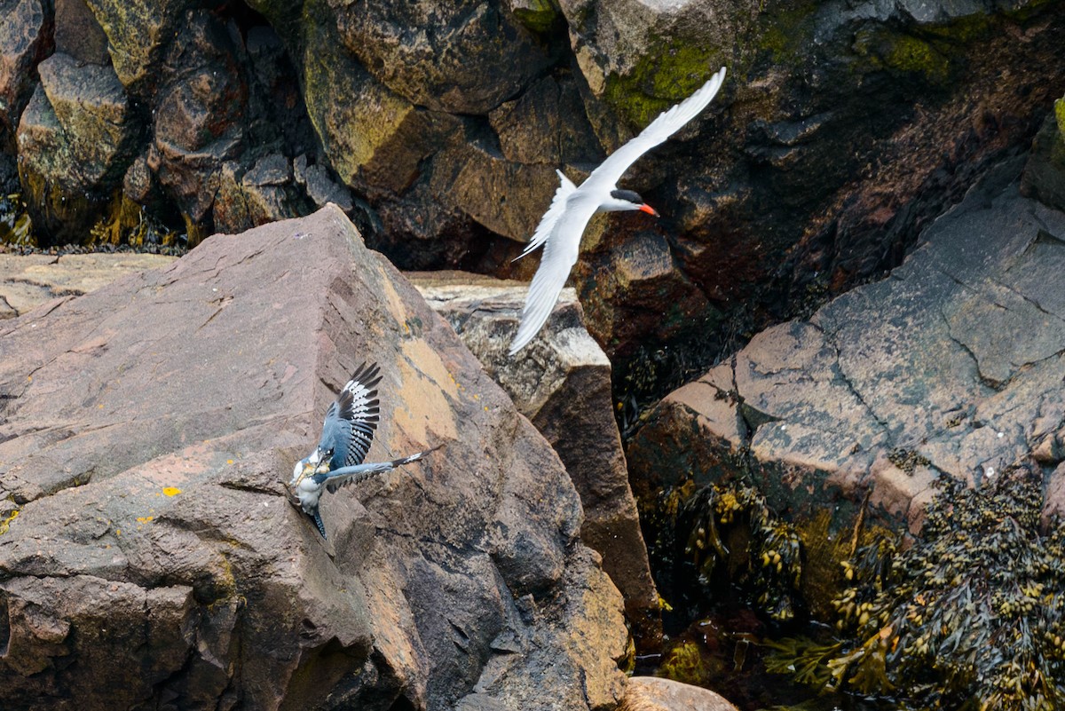 Belted Kingfisher - ML623686734