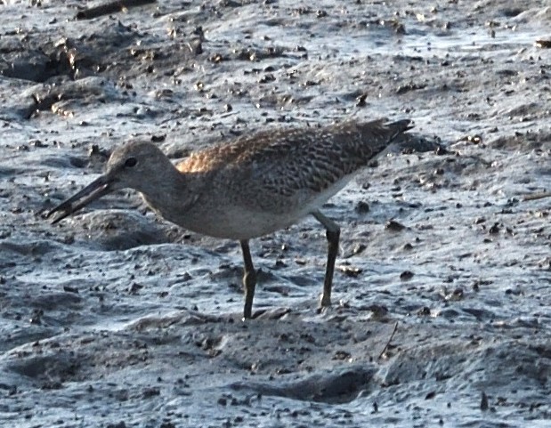 Willet - ML623686735