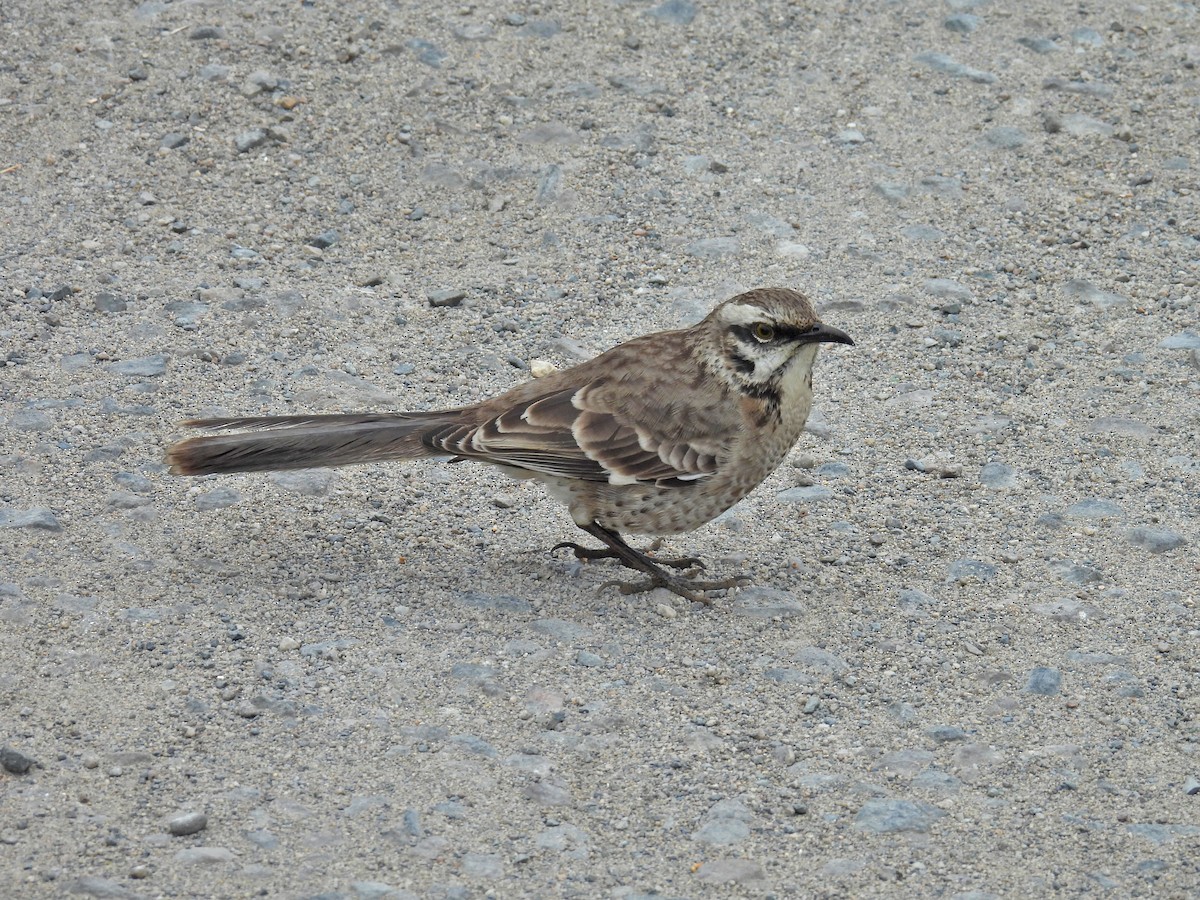 Long-tailed Mockingbird - ML623686763