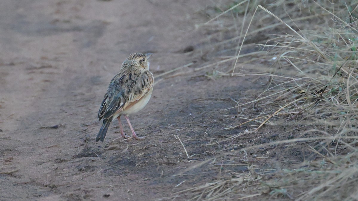 Plain-backed Pipit - ML623686765