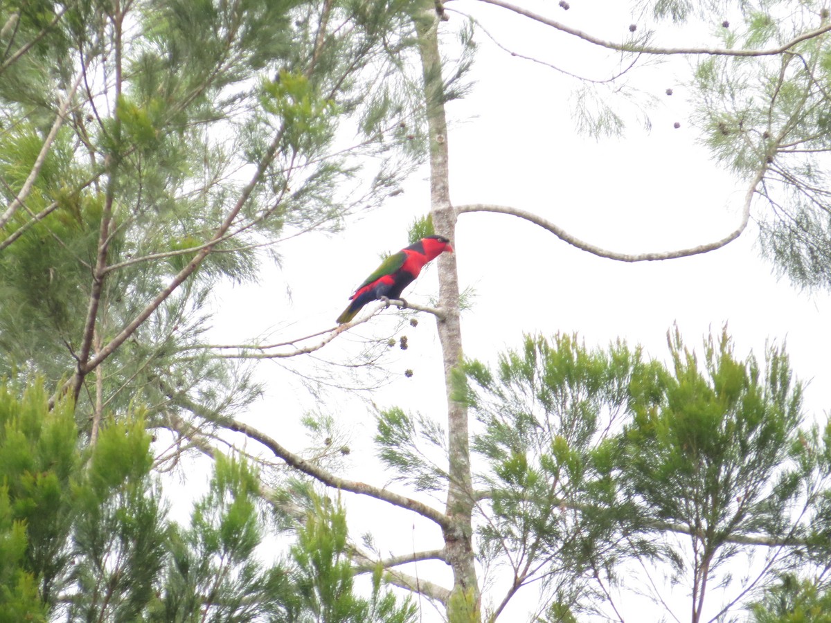 Black-capped Lory - ML623686772