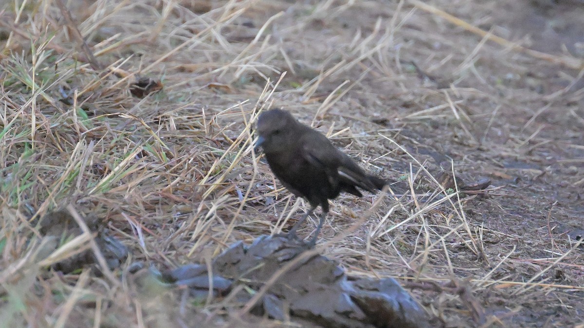 Northern Anteater-Chat - ML623686780