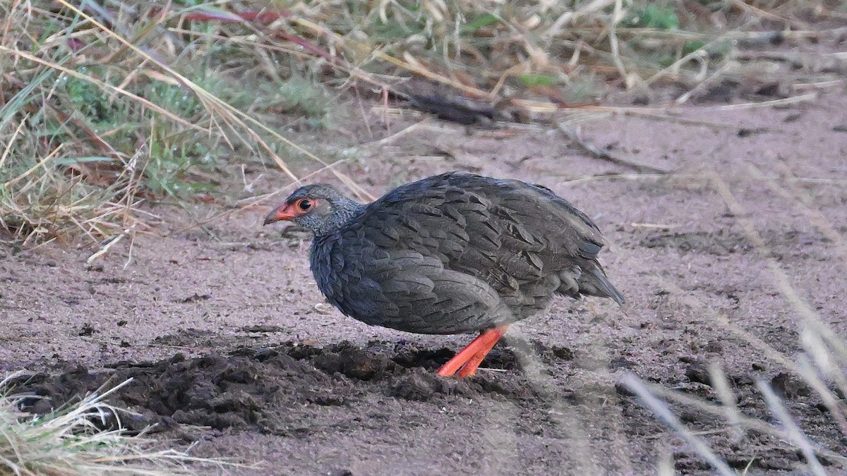 Red-necked Spurfowl - ML623686789