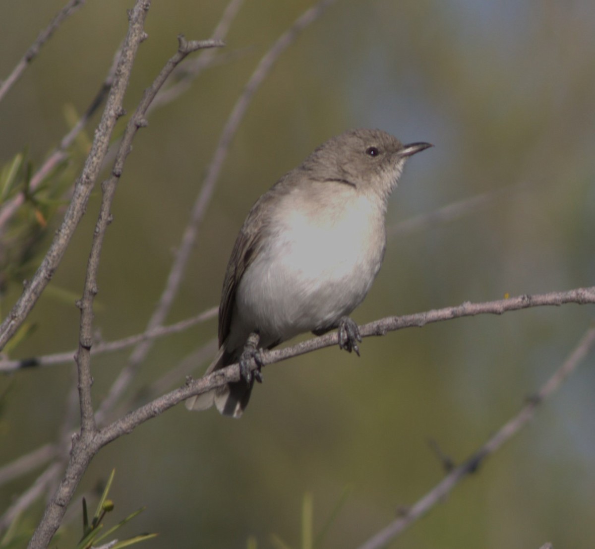 Gray Honeyeater - Greg Roberts