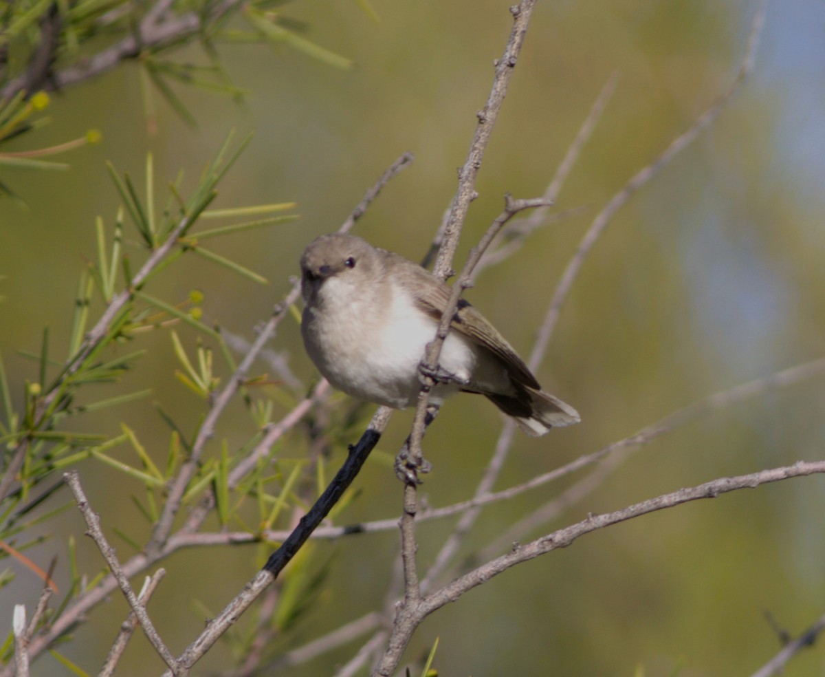 Gray Honeyeater - ML623686799