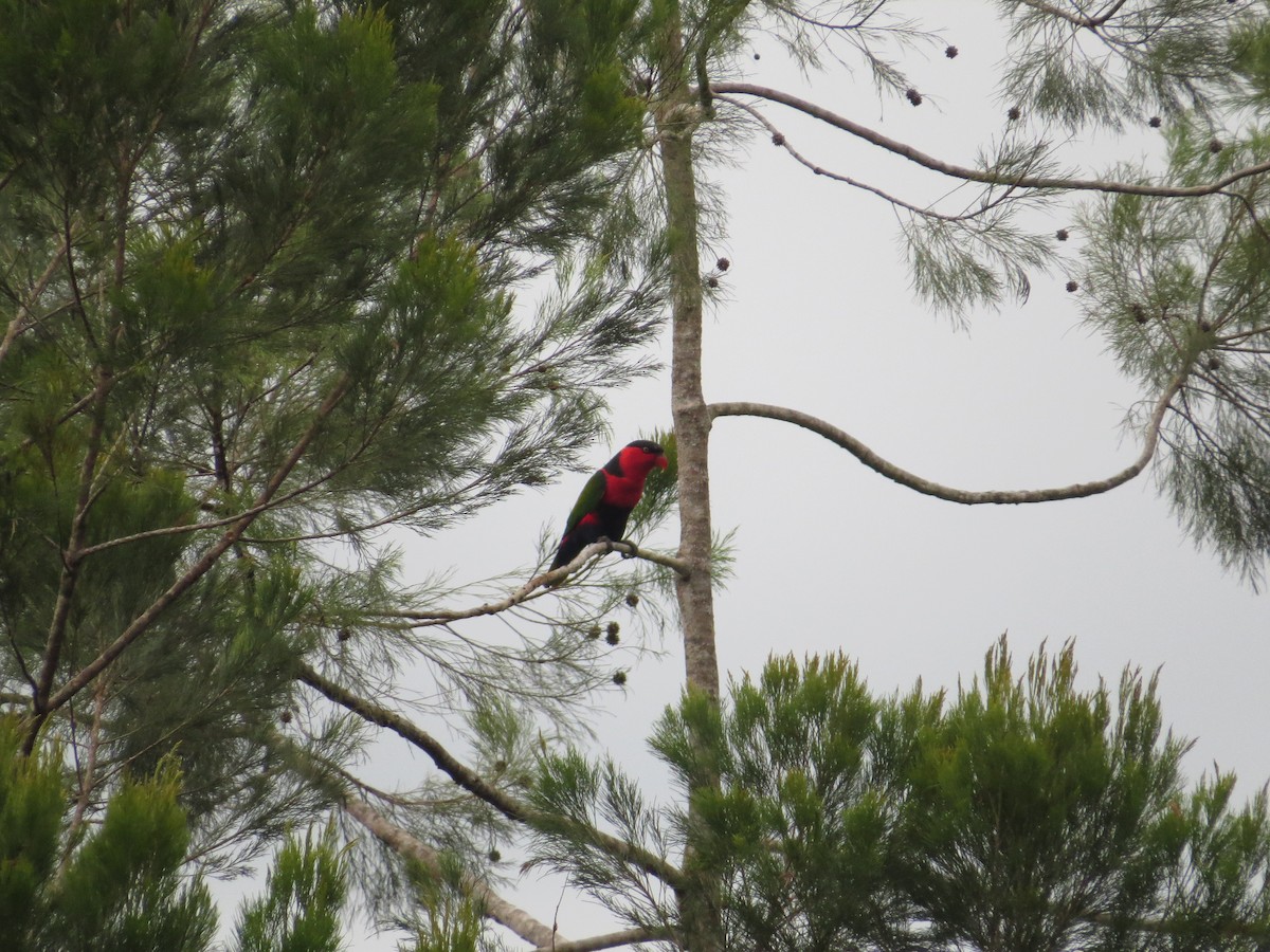 Black-capped Lory - ML623686812