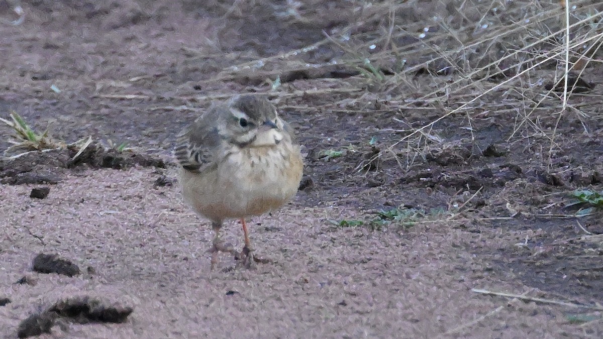 African Pipit - ML623686813