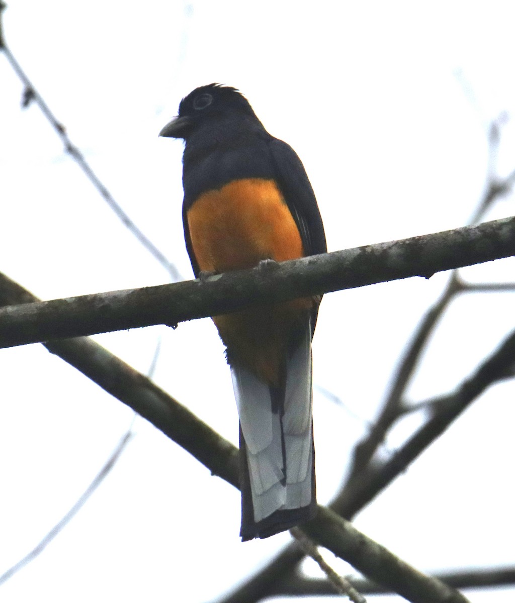 White-tailed Trogon - Russell Hillsley