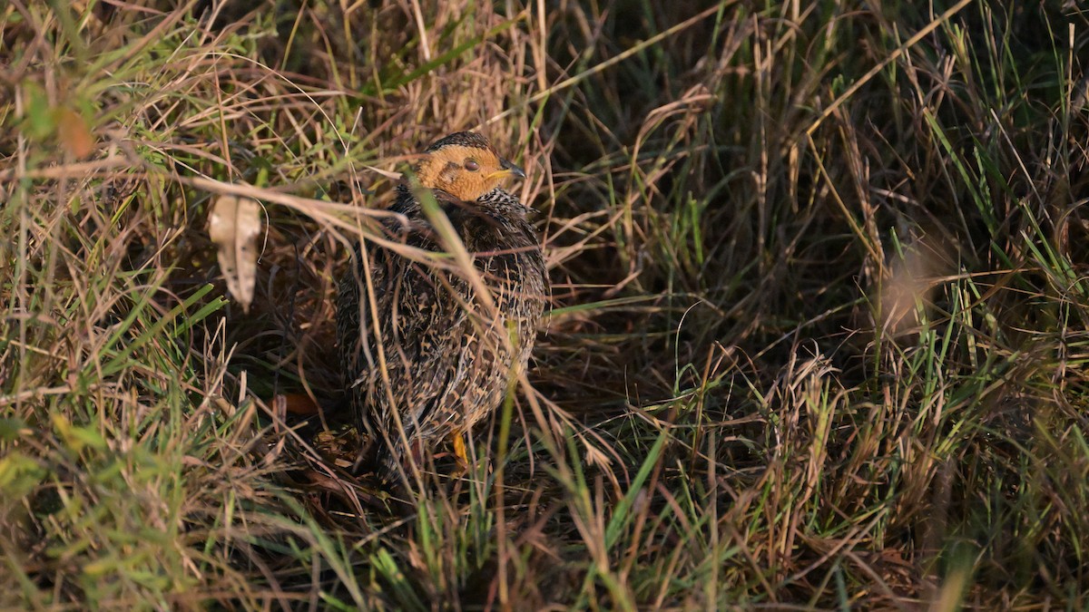 Francolín Coqui - ML623686869