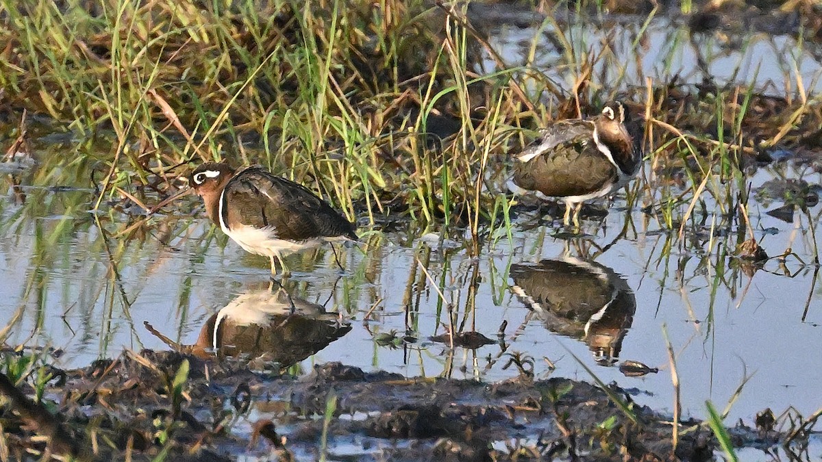 Aguatero Bengalí - ML623686878