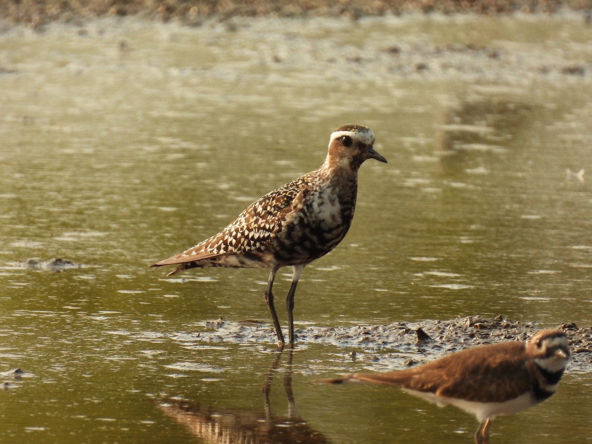 American Golden-Plover - John McKay