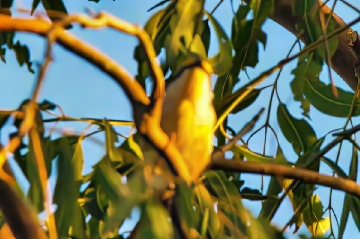 Striated Pardalote (Black-headed) - ML623686896