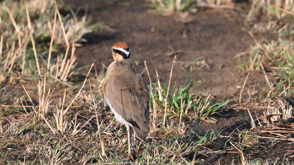 Temminck's Courser - ML623686897