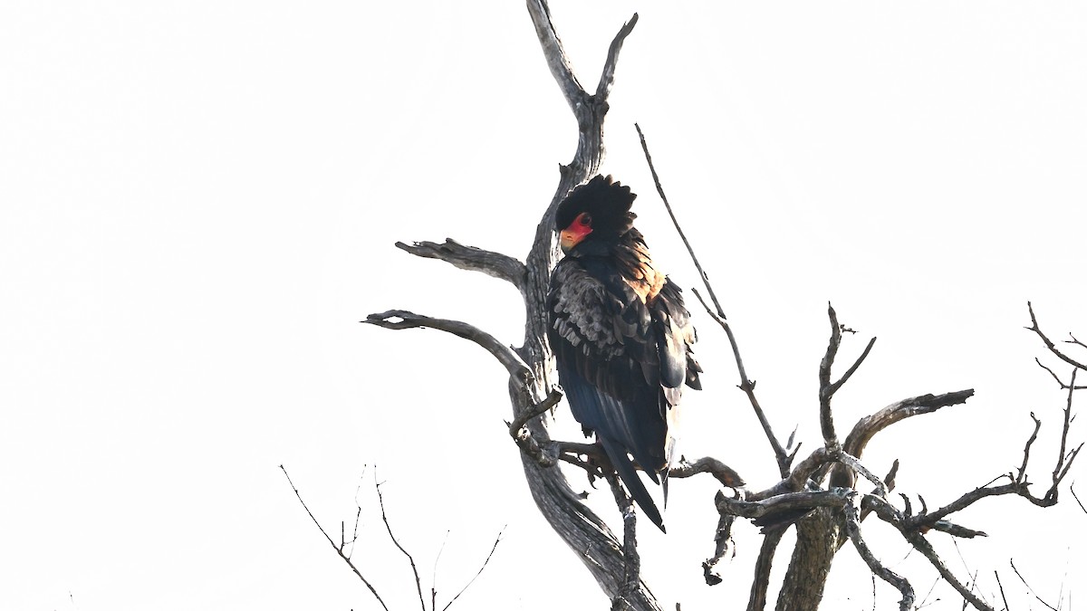 Águila Volatinera - ML623686933