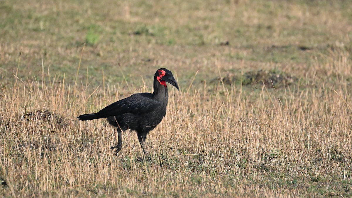 Southern Ground-Hornbill - ML623686947