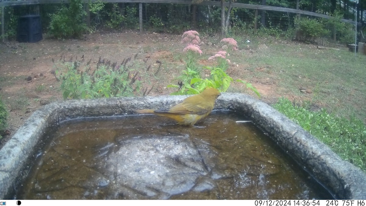 Summer Tanager - ML623686957