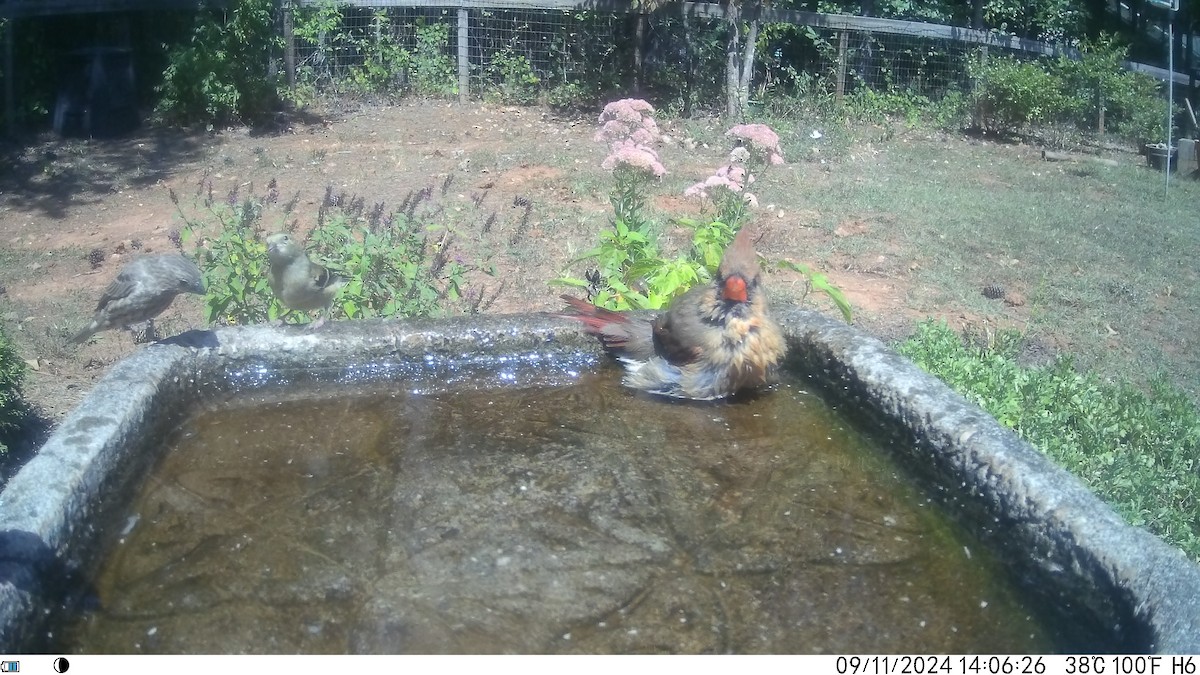 Northern Cardinal - ML623686965