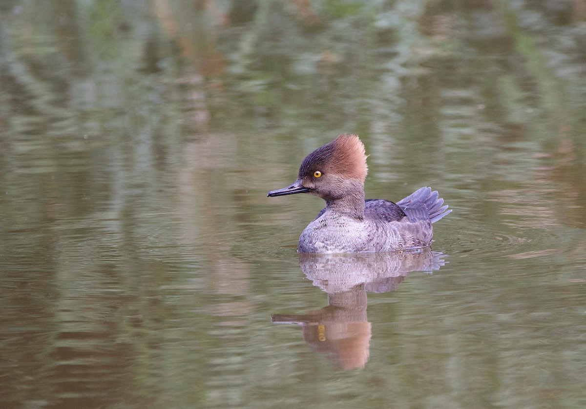 Hooded Merganser - ML623686979