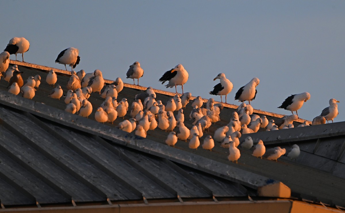 Great Black-backed Gull - ML623686980