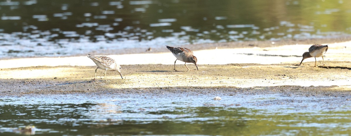 Pectoral Sandpiper - Marie Provost