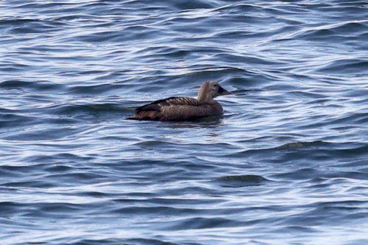 Spectacled Eider - ML623687007