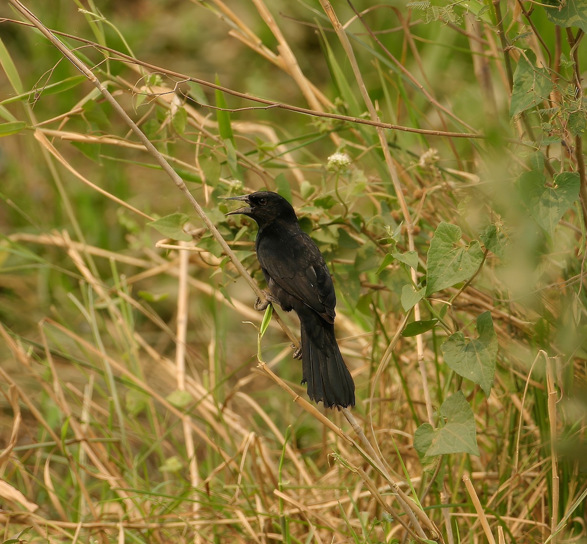 Unicolored Blackbird - ML623687010