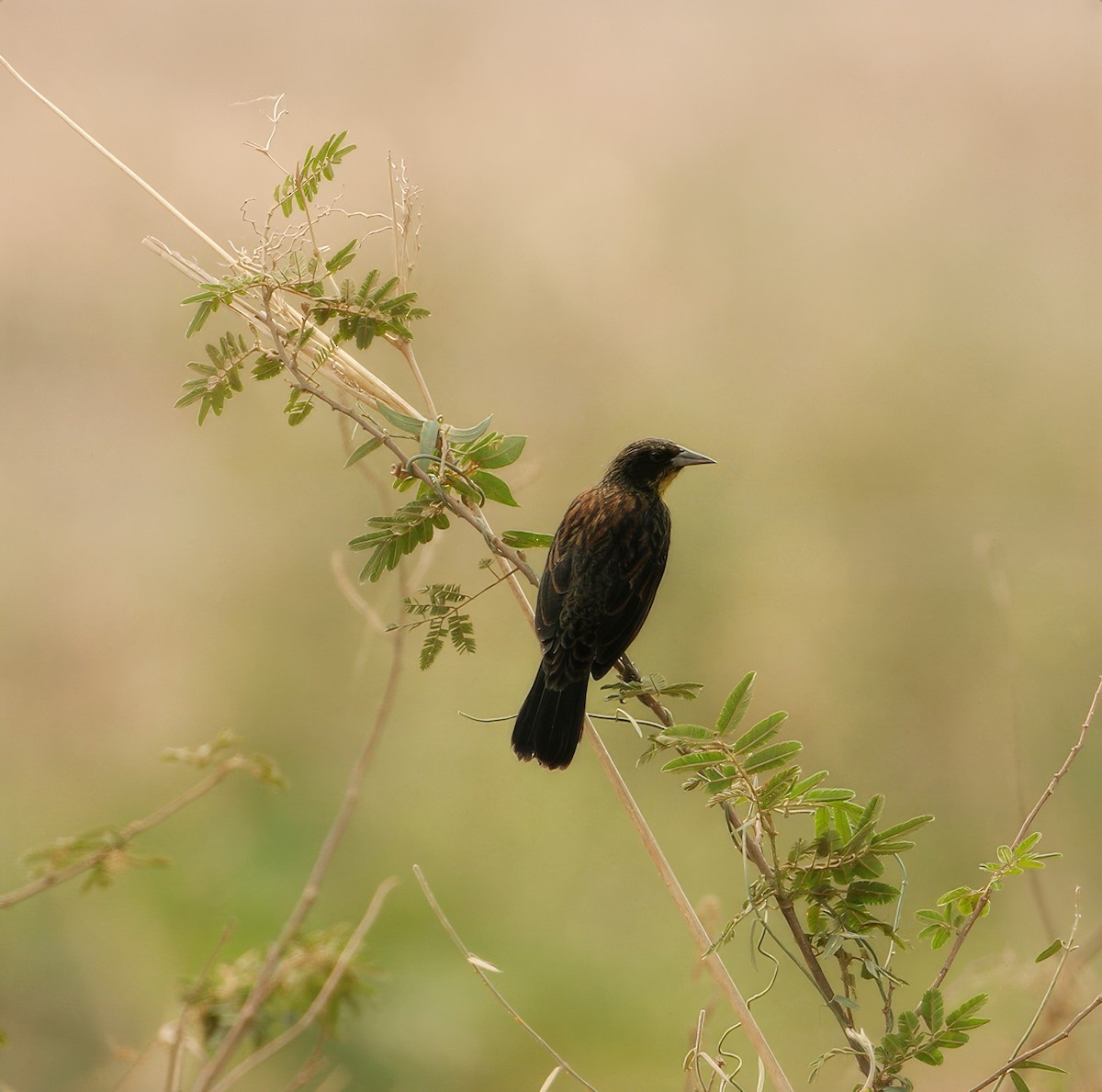 Unicolored Blackbird - ML623687011