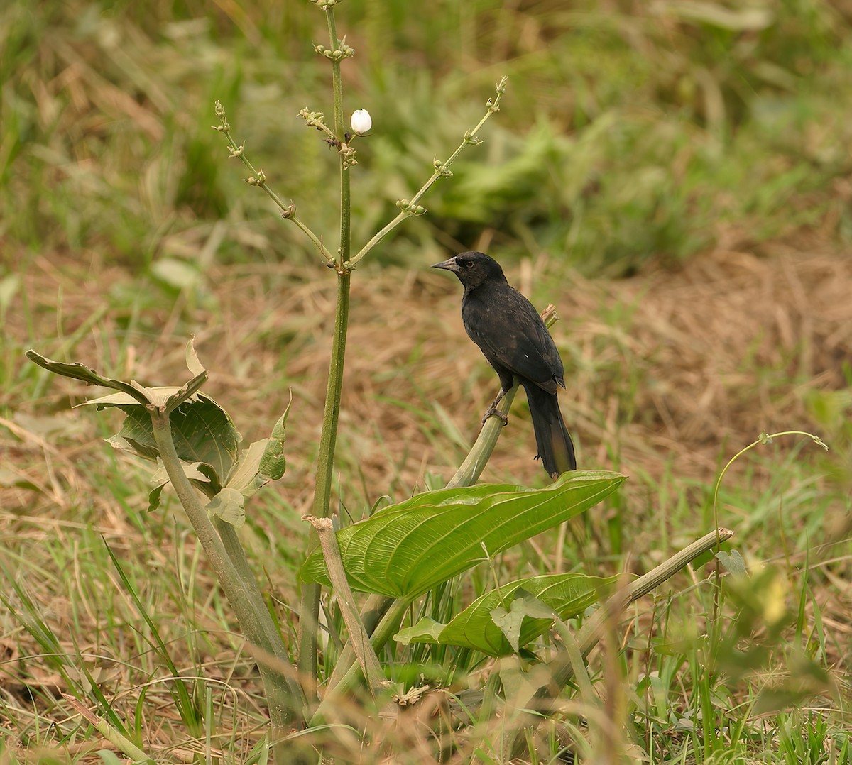 Unicolored Blackbird - ML623687012