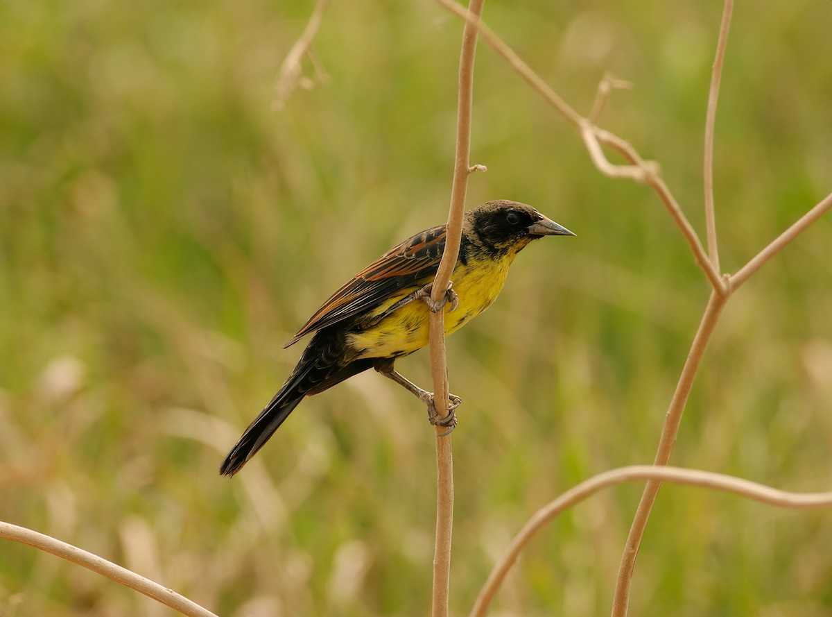 Unicolored Blackbird - ML623687013