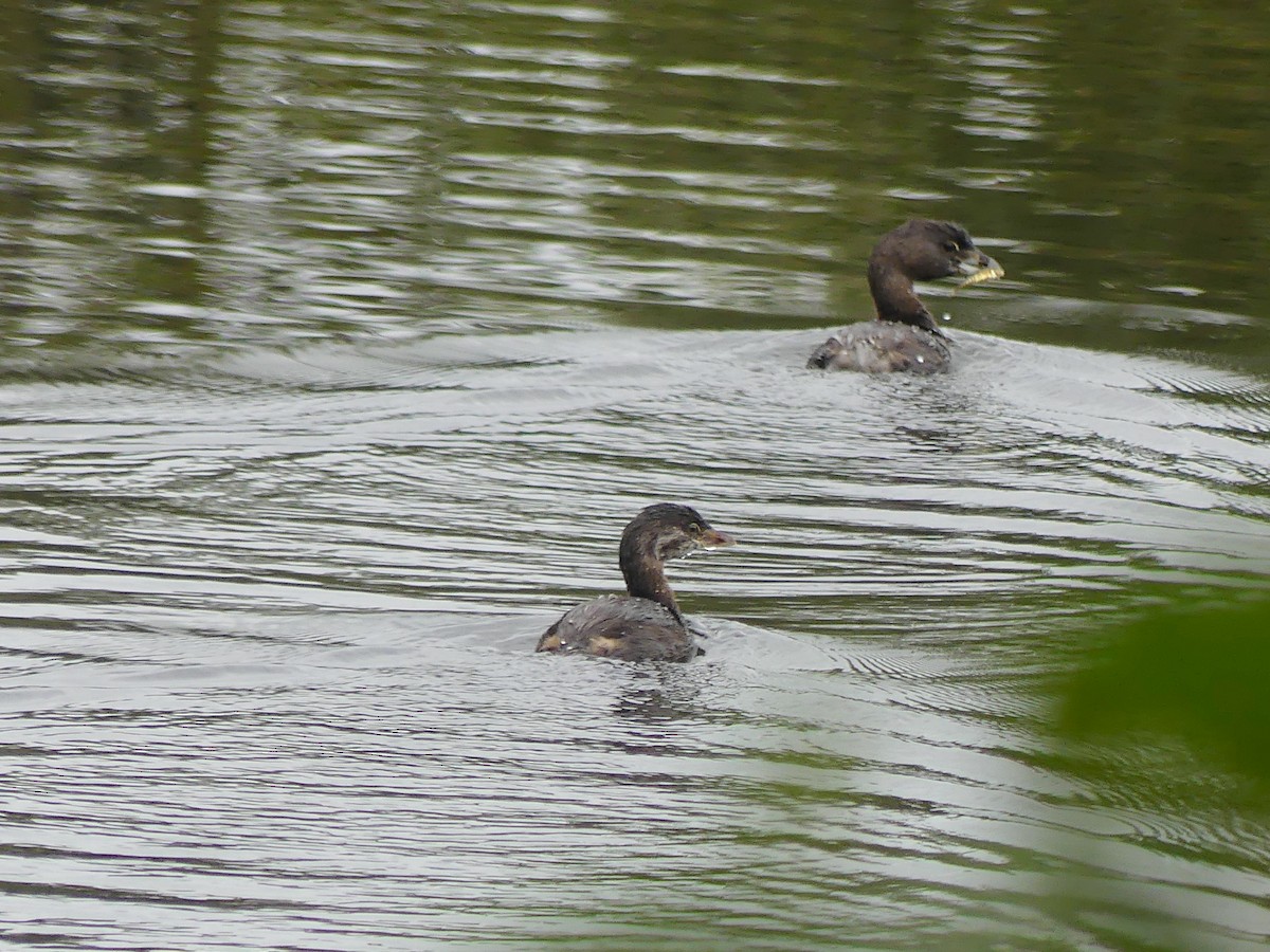 Pied-billed Grebe - ML623687016