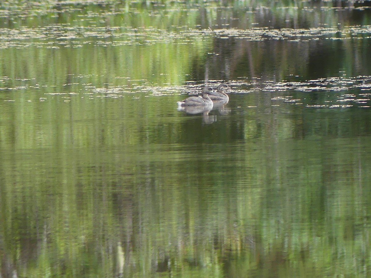 Pied-billed Grebe - ML623687017