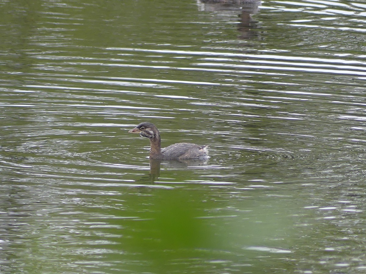 Pied-billed Grebe - ML623687018