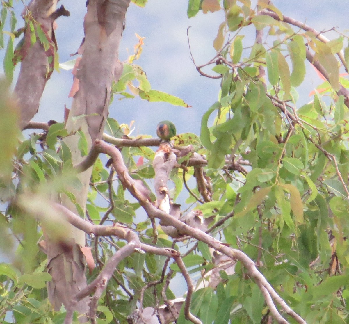Buff-faced Pygmy-Parrot - ML623687024