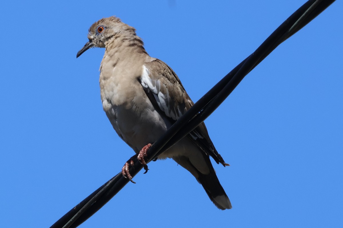 White-winged Dove - ML623687025