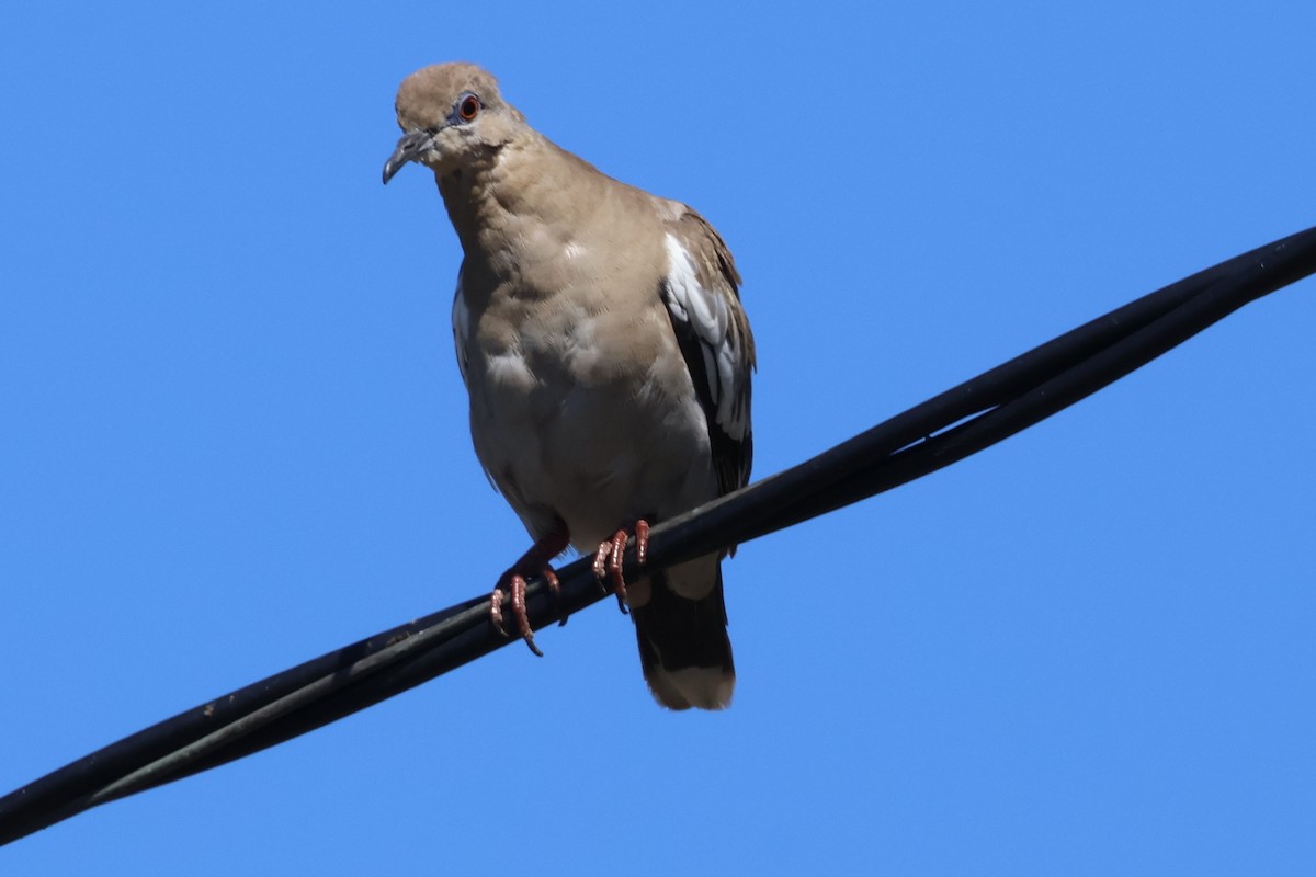 White-winged Dove - ML623687026