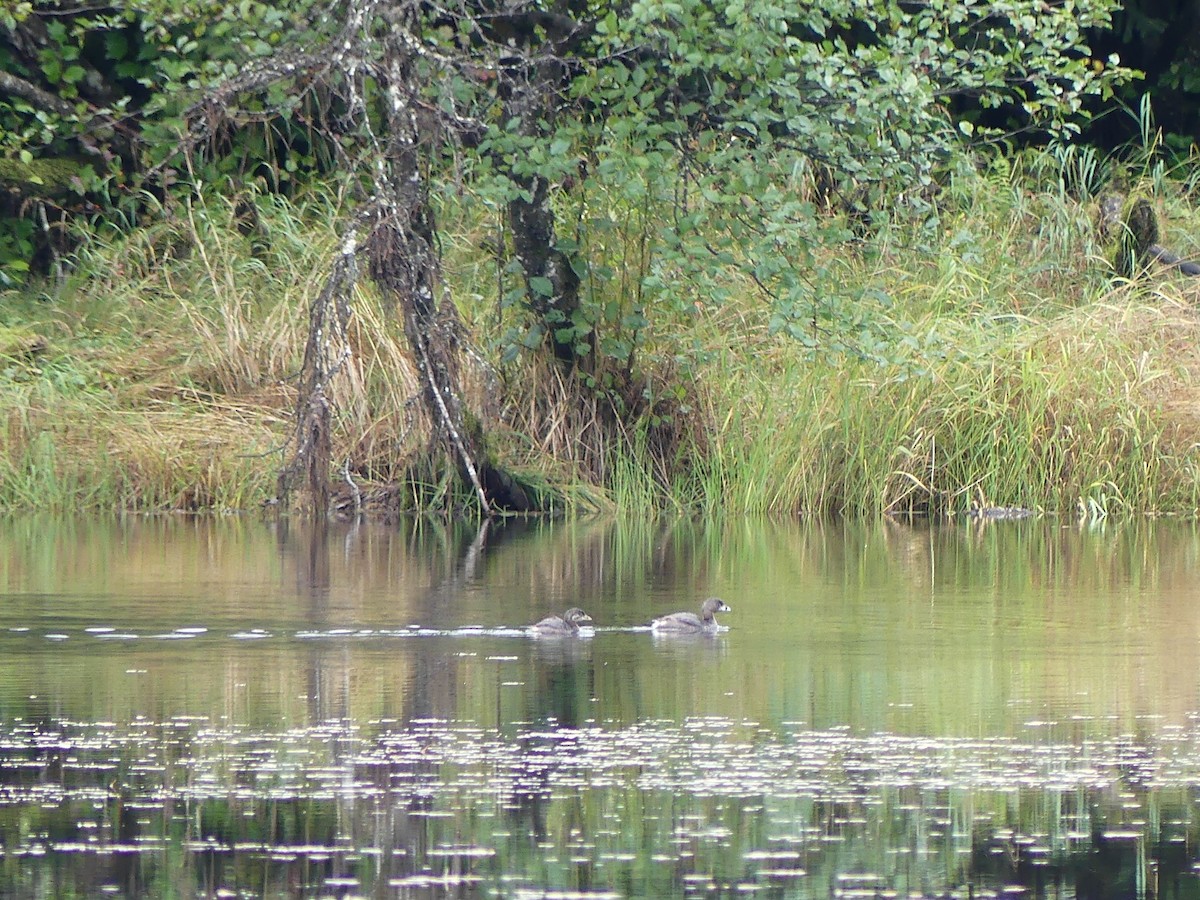 Pied-billed Grebe - ML623687027